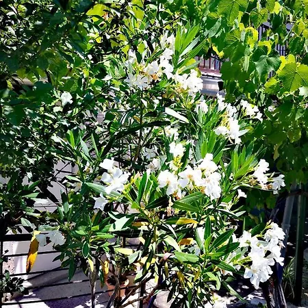 Lägenhet Eden Crikvenica